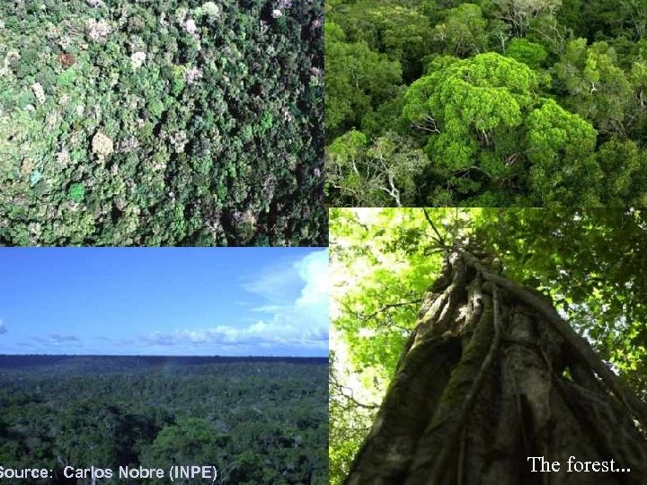 Source: Carlos Nobre (INPE) The forest. . . 