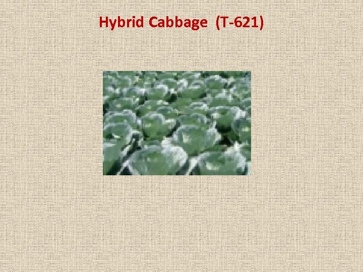 Hybrid Cabbage (T-621) 