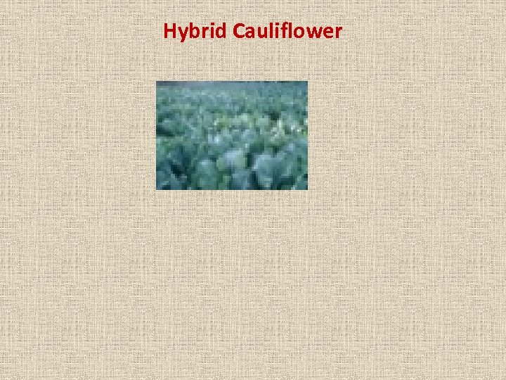 Hybrid Cauliflower 