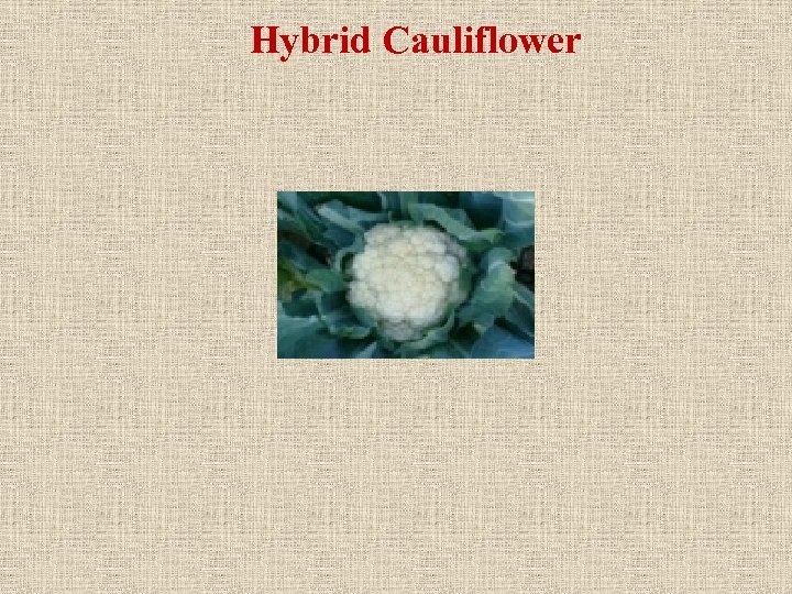 Hybrid Cauliflower 