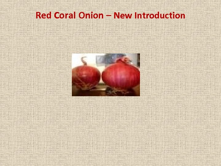 Red Coral Onion – New Introduction 