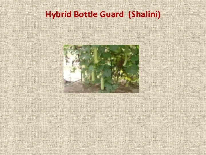 Hybrid Bottle Guard (Shalini) 