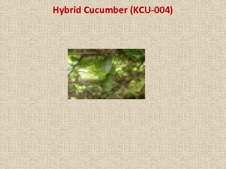 Hybrid Cucumber (KCU-004) 