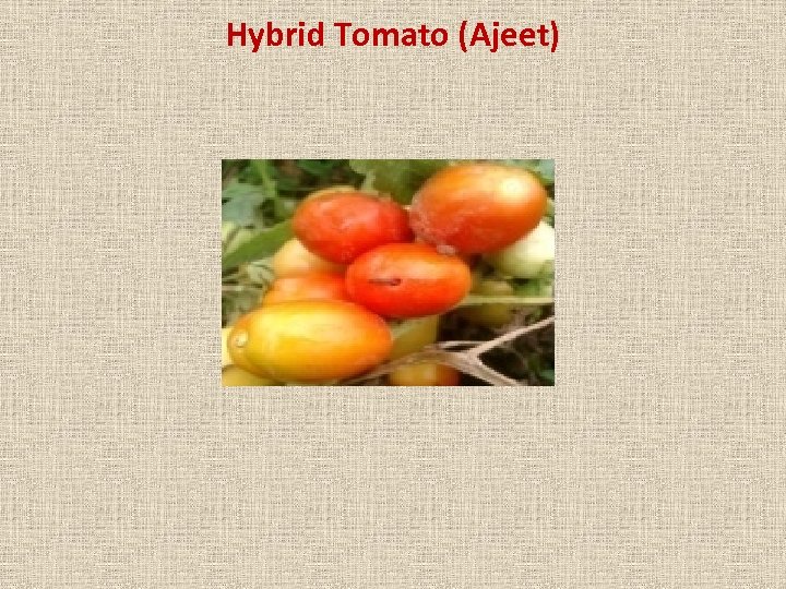 Hybrid Tomato (Ajeet) 