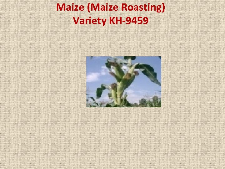 Maize (Maize Roasting) Variety KH-9459 