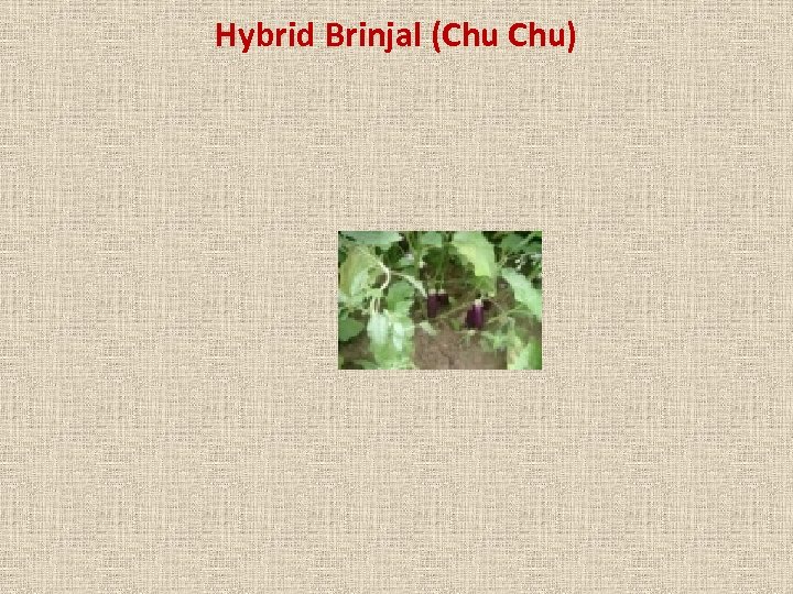 Hybrid Brinjal (Chu Chu) 