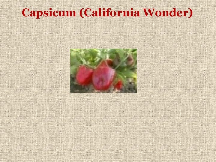 Capsicum (California Wonder) 