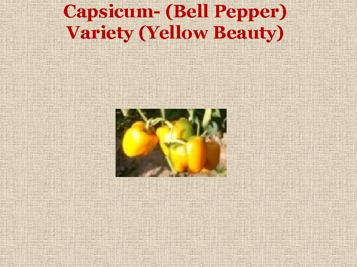 Capsicum- (Bell Pepper) Variety (Yellow Beauty) 