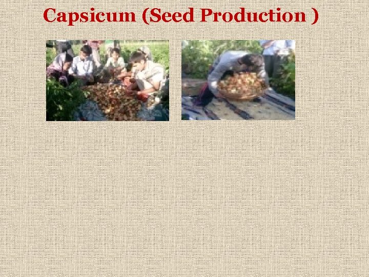 Capsicum (Seed Production ) 