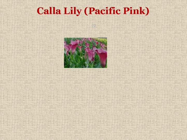 Calla Lily (Pacific Pink) 72 