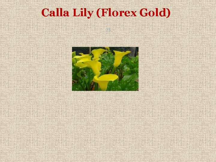 Calla Lily (Florex Gold) 73 