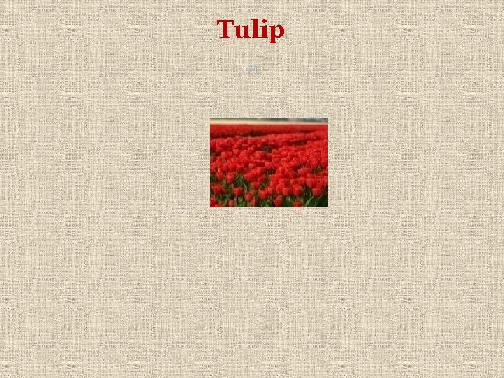 Tulip 74 