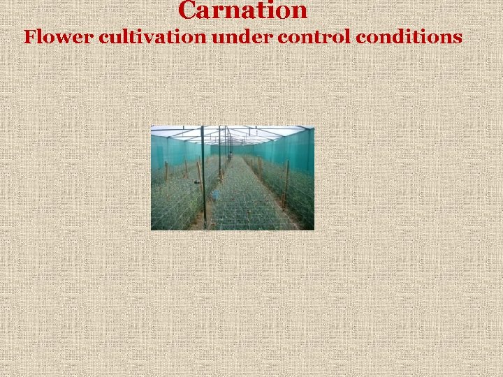 Carnation Flower cultivation under control conditions 