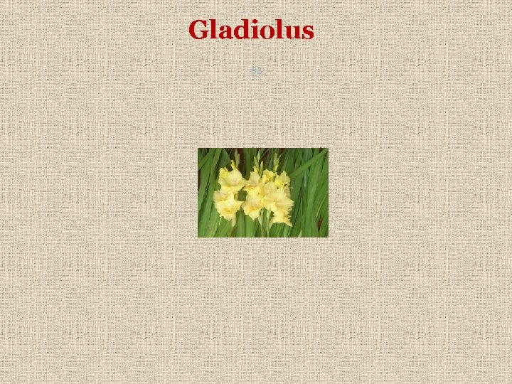 Gladiolus 83 