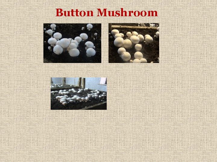 Button Mushroom 