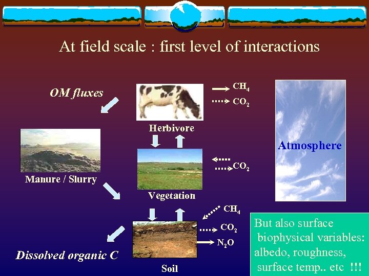  At field scale : first level of interactions CH 4 OM fluxes CO