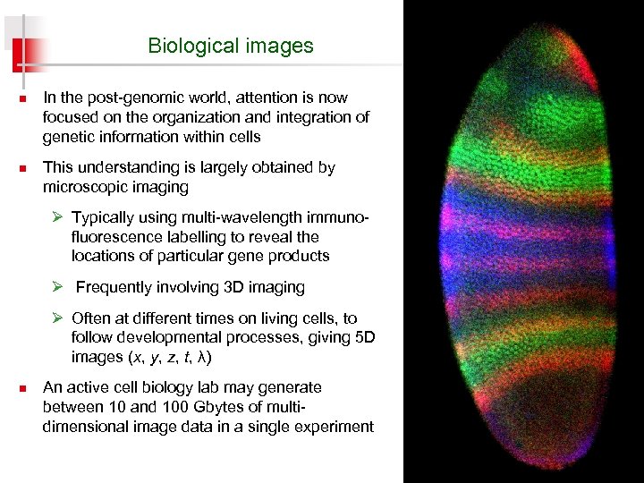 Biological images n n In the post-genomic world, attention is now focused on the