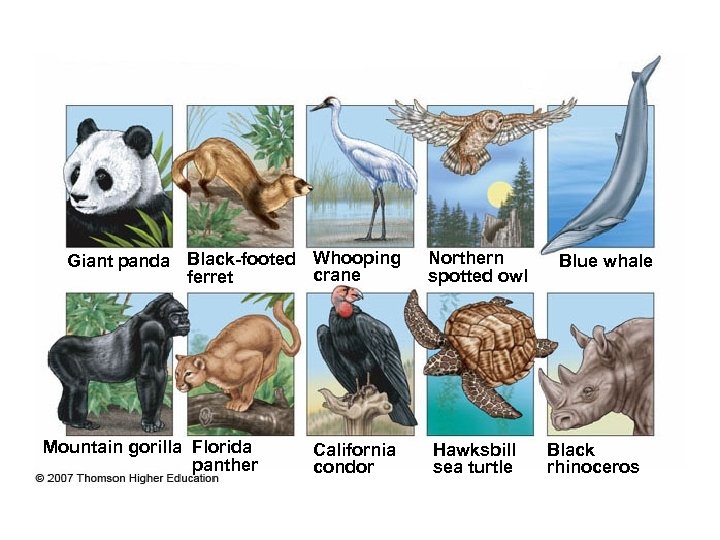 Giant panda Black-footed Whooping crane ferret Mountain gorilla Florida panther California condor Northern spotted