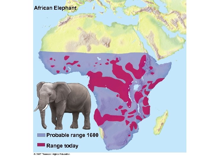 African Elephant Probable range 1600 Range today 