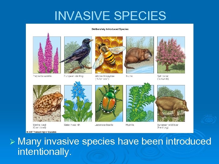 INVASIVE SPECIES Ø Many invasive species have been introduced intentionally. 