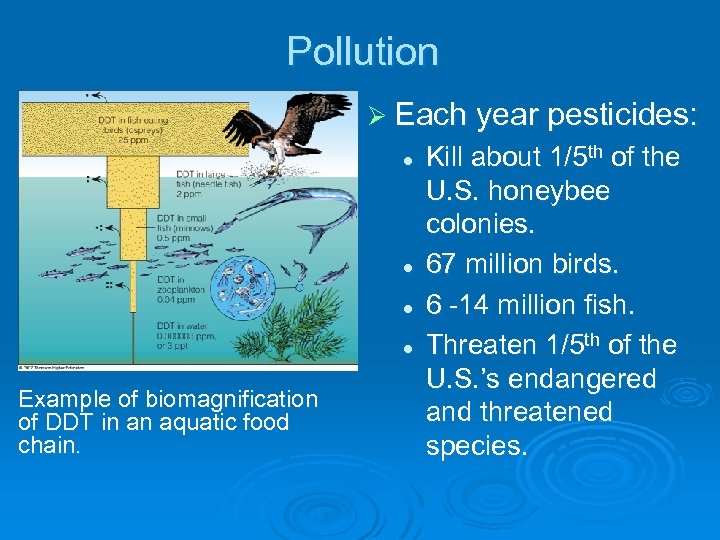 Pollution Ø Each year pesticides: l l Example of biomagnification of DDT in an