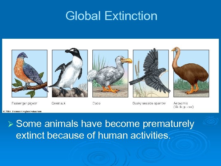 Global Extinction Ø Some animals have become prematurely extinct because of human activities. 