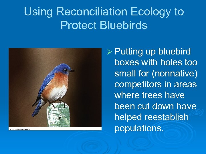 Using Reconciliation Ecology to Protect Bluebirds Ø Putting up bluebird boxes with holes too