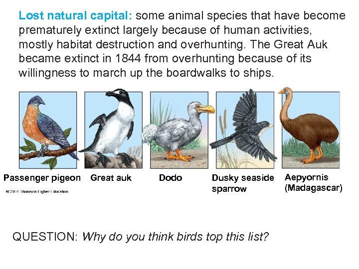 Lost natural capital: some animal species that have become prematurely extinct largely because of