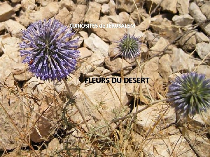 CURIOSITES de JERUSALEM FLEURS DU DESERT 