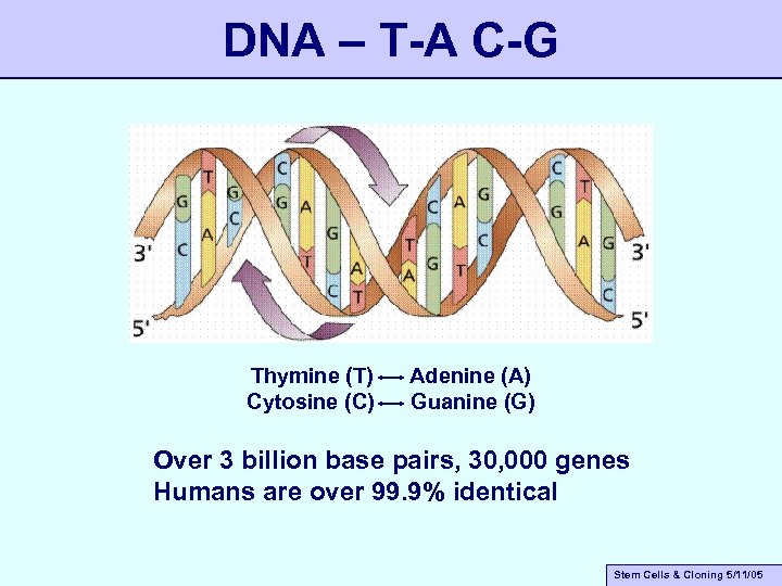 DNA – T-A C-G Thymine (T) Cytosine (C) Adenine (A) Guanine (G) Over 3