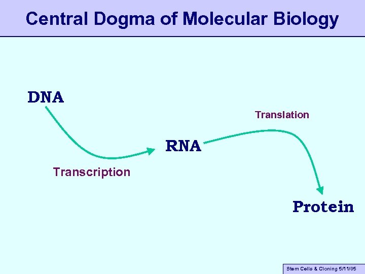 Central Dogma of Molecular Biology DNA Translation RNA Transcription Protein Stem Cells & Cloning