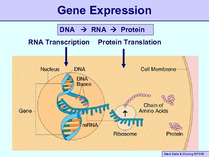 Gene Expression DNA RNA Protein RNA Transcription Protein Translation Stem Cells & Cloning 5/11/05