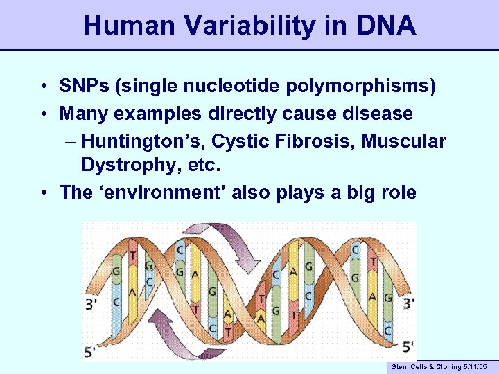 Human Variability in DNA • SNPs (single nucleotide polymorphisms) • Many examples directly cause