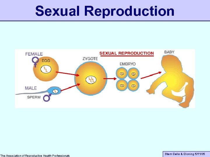 Sexual Reproduction The Association of Reproductive Health Professionals Stem Cells & Cloning 5/11/05 