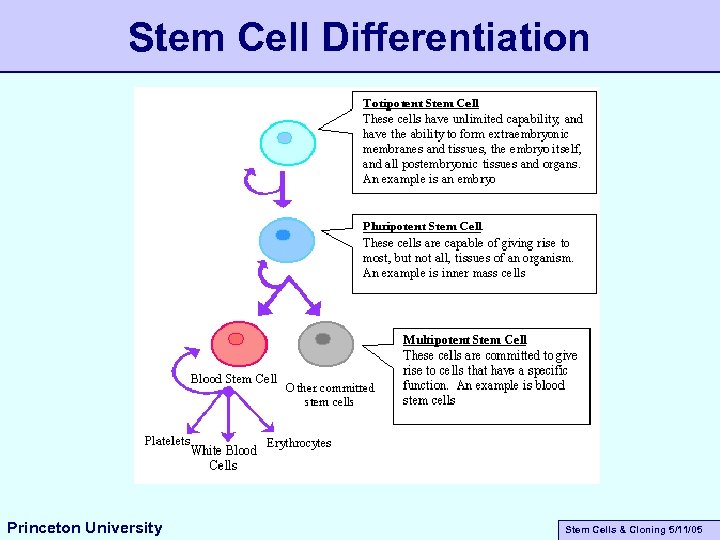 Stem Cell Differentiation Princeton University Stem Cells & Cloning 5/11/05 