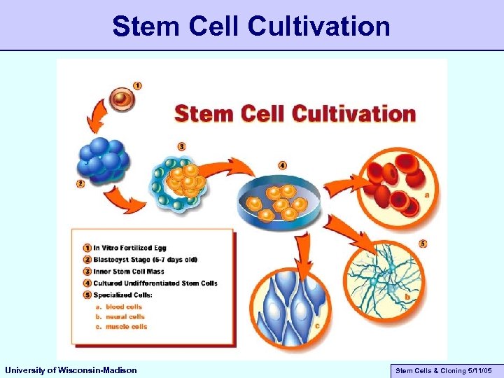 Stem Cell Cultivation University of Wisconsin-Madison Stem Cells & Cloning 5/11/05 