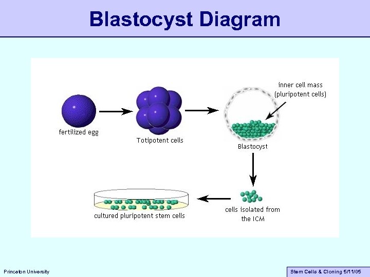 Blastocyst Diagram Princeton University Stem Cells & Cloning 5/11/05 