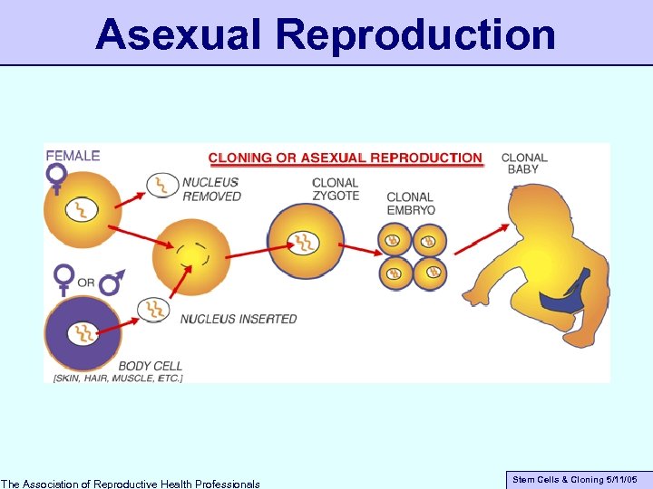 Asexual Reproduction The Association of Reproductive Health Professionals Stem Cells & Cloning 5/11/05 