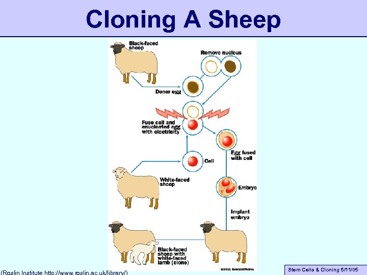 Cloning A Sheep (Roslin Institute http: //www. roslin. ac. uk/library/) Stem Cells & Cloning