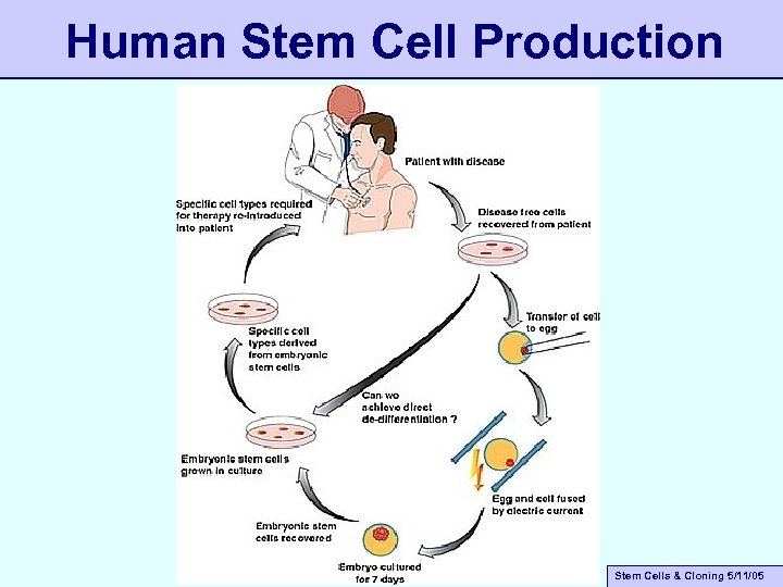 Human Stem Cell Production Stem Cells & Cloning 5/11/05 