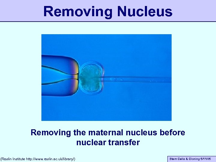 Removing Nucleus Removing the maternal nucleus before nuclear transfer (Roslin Institute http: //www. roslin.