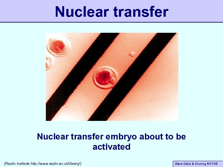 Nuclear transfer embryo about to be activated (Roslin Institute http: //www. roslin. ac. uk/library/)