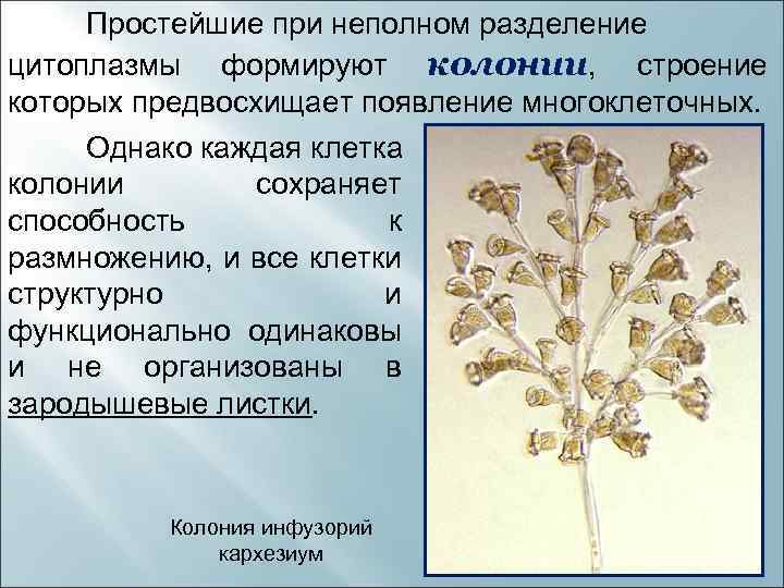 Простейшие при неполном разделение цитоплазмы формируют колонии, строение которых предвосхищает появление многоклеточных. Однако каждая