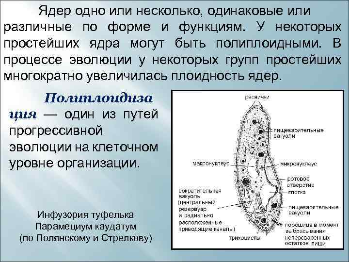 Ядер одно или несколько, одинаковые или различные по форме и функциям. У некоторых простейших