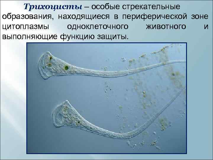 Трихоцисты – особые стрекательные образования, находящиеся в периферической зоне цитоплазмы одноклеточного животного и выполняющие