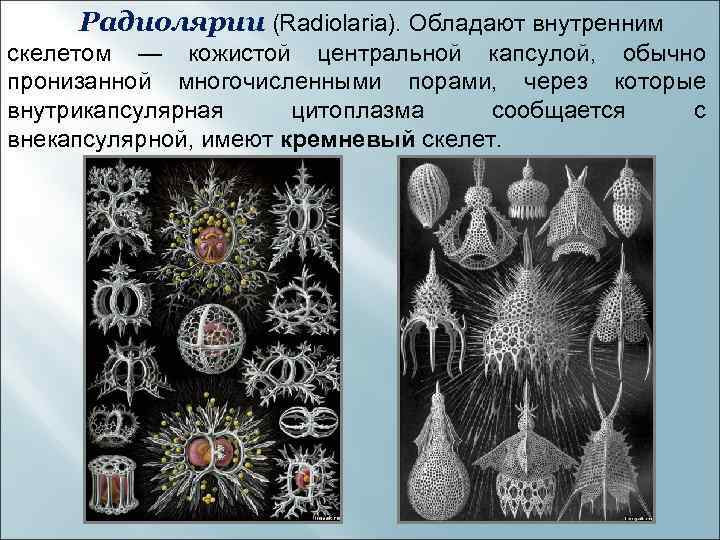 Радиолярии (Radiolaria). Обладают внутренним скелетом — кожистой центральной капсулой, обычно пронизанной многочисленными порами, через