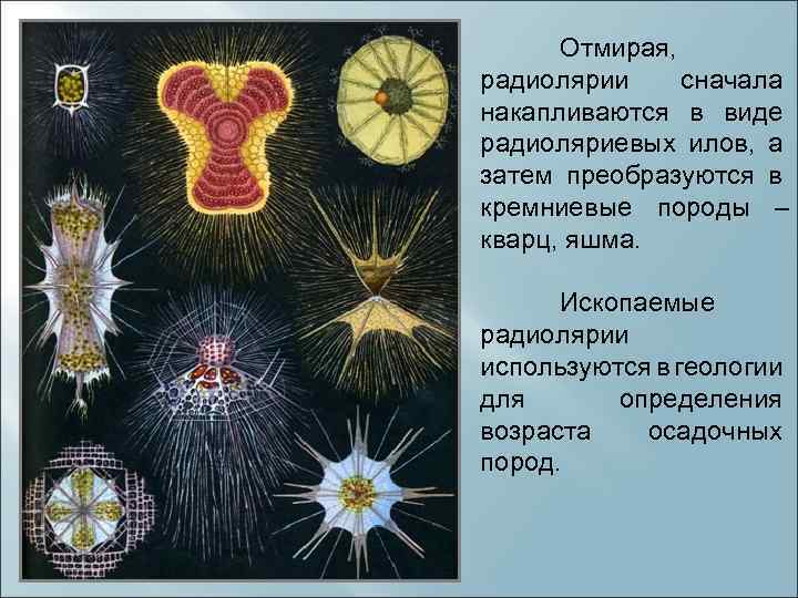 Отмирая, радиолярии сначала накапливаются в виде радиоляриевых илов, а затем преобразуются в кремниевые породы