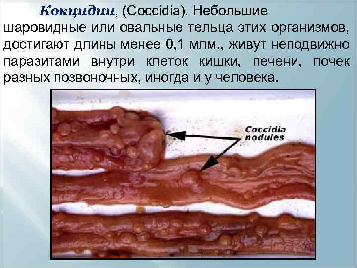 Кокцидии, (Coccidia). Небольшие шаровидные или овальные тельца этих организмов, достигают длины менее 0, 1