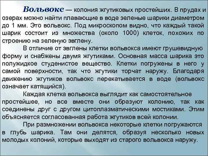 Вольвокс — колония жгутиковых простейших. В прудах и озерах можно найти плавающие в воде