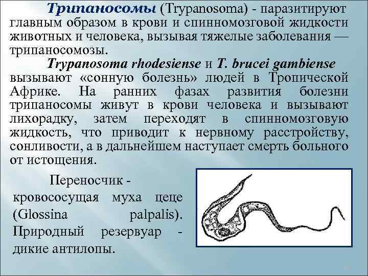 Трипаносомы (Trypanosoma) - паразитируют главным образом в крови и спинномозговой жидкости животных и человека,